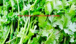 Dhania or Coriander Leaves