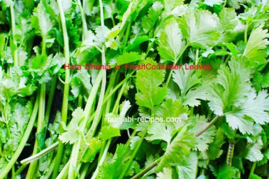 Dhania or Coriander Leaves