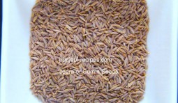 All about Jeera Cumin Seed